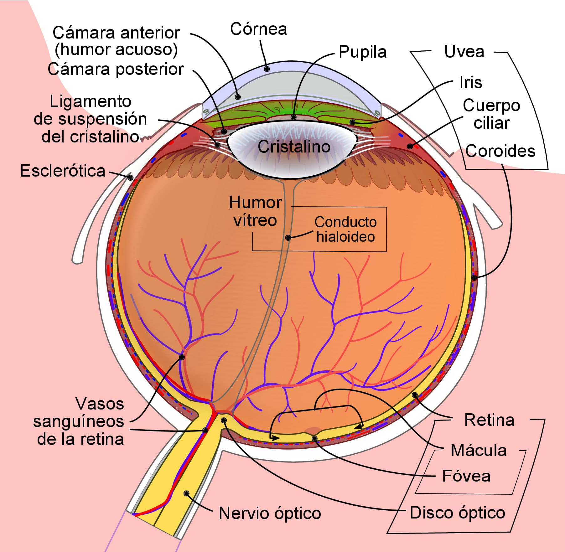 Anatomia del ojo