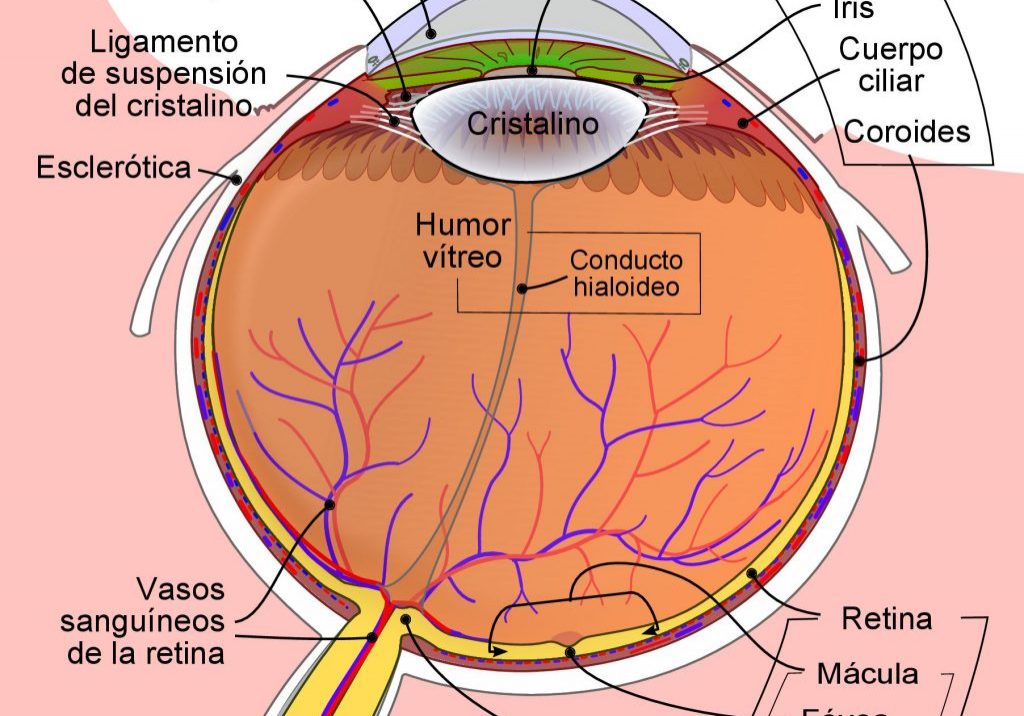 Schematic_diagram_of_the_human_eye-es